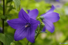 庭の桔梗の花