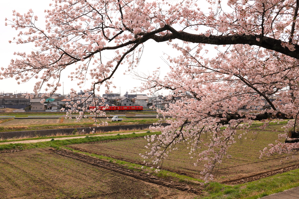 赤い電車と桜