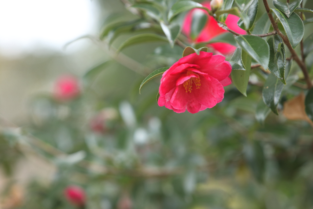 山茶花