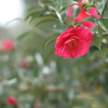 山茶花