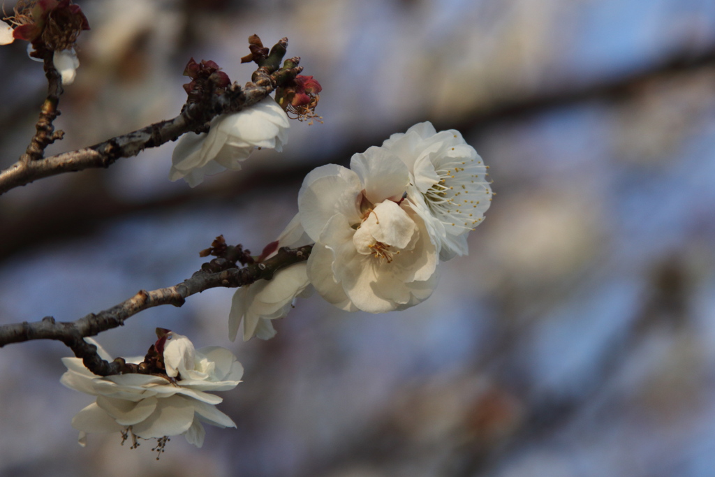 梅の花２