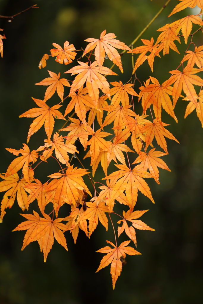 紅葉風景