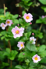 シュウメイギク