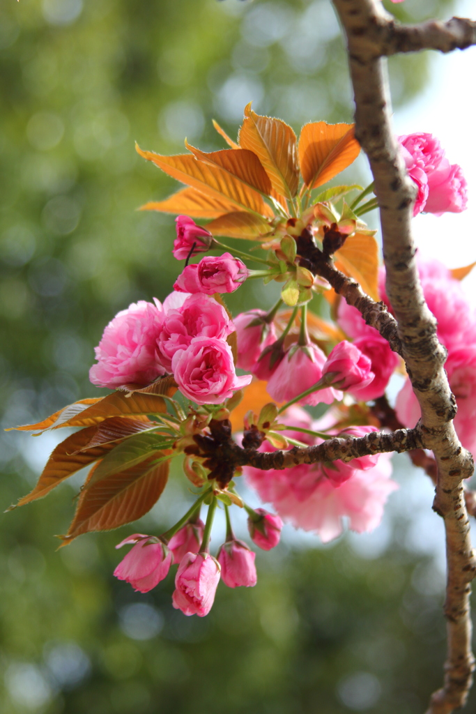 八重桜