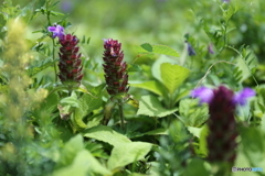 伊吹山の花８