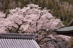 山里の春