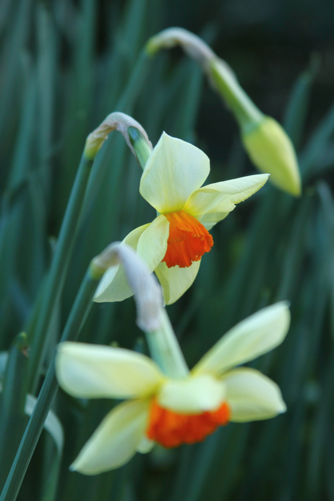 スイセンの花