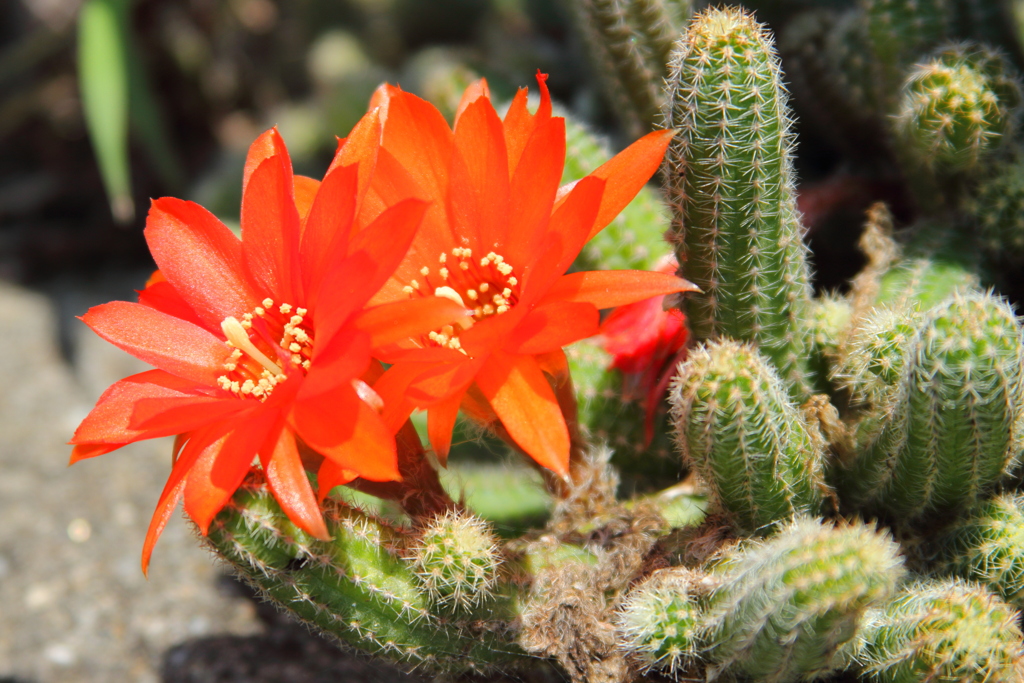 サボテンの花