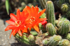 サボテンの花