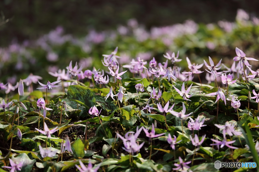 かたくりの花の群生