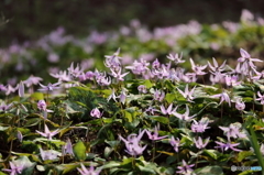 かたくりの花の群生