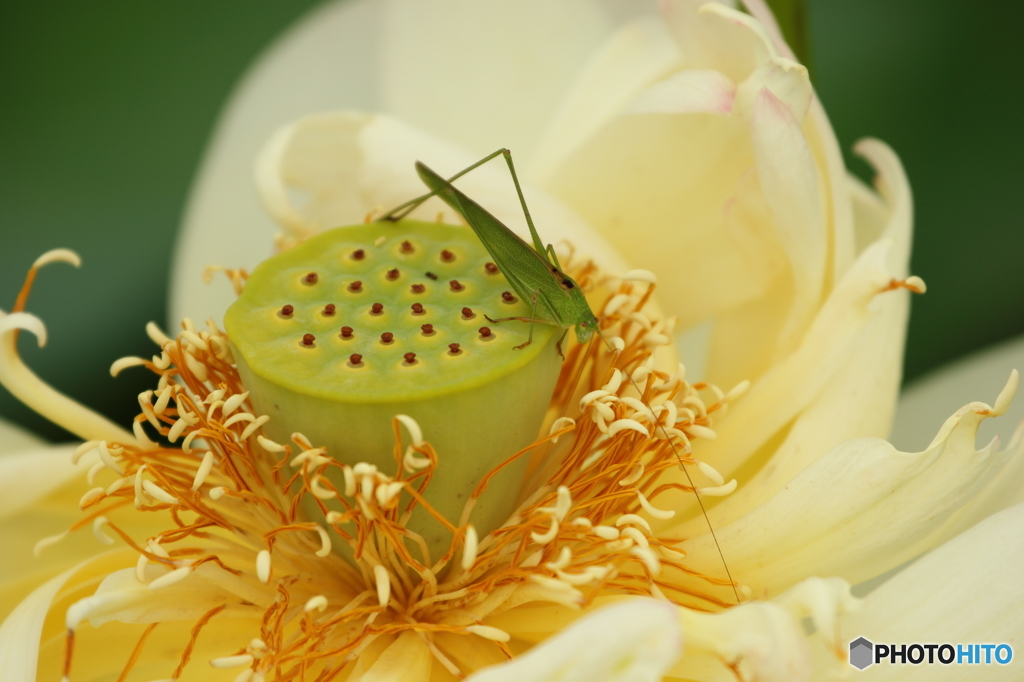 蓮の花３