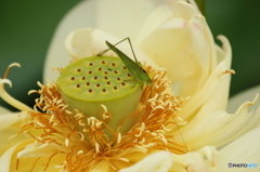 蓮の花３