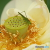 蓮の花３
