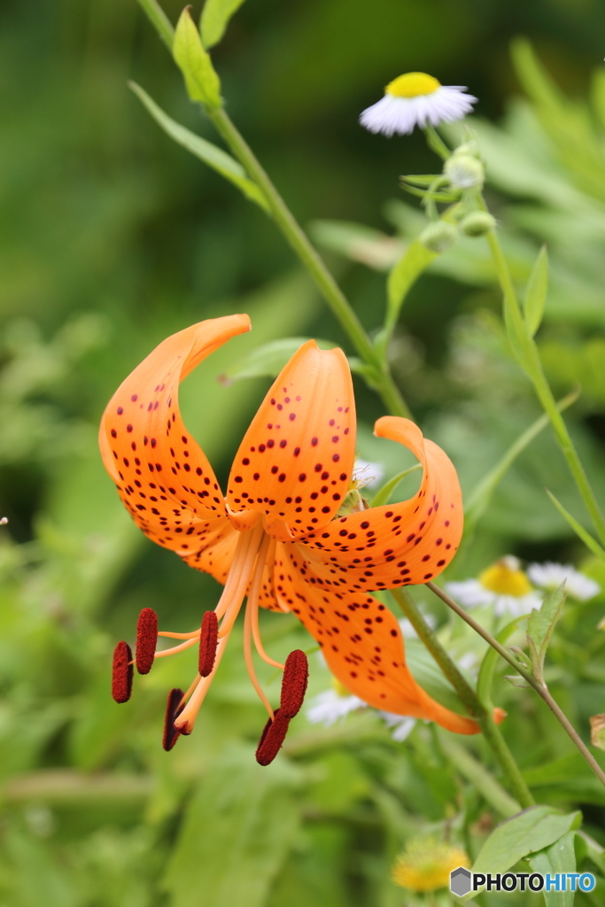 伊吹山の花６