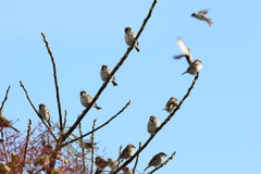 今日出会った鳥３