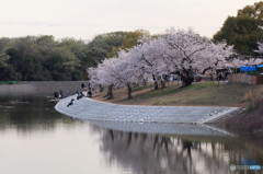 近所の公園の桜