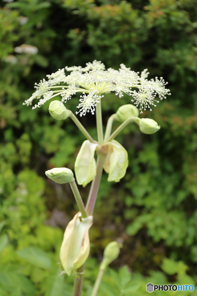 伊吹山の花５