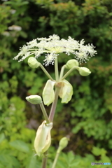 伊吹山の花５
