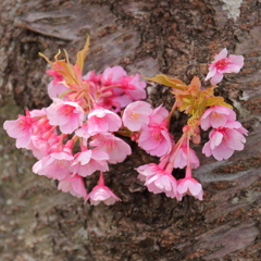 河津桜