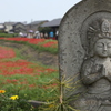 彼岸花が咲く堤防