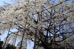 枝垂桜１