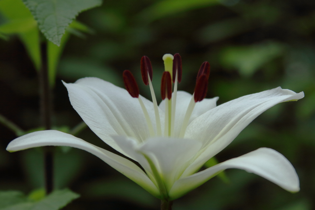 ユリの花