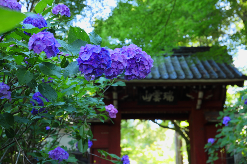あじさい寺