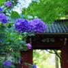 あじさい寺