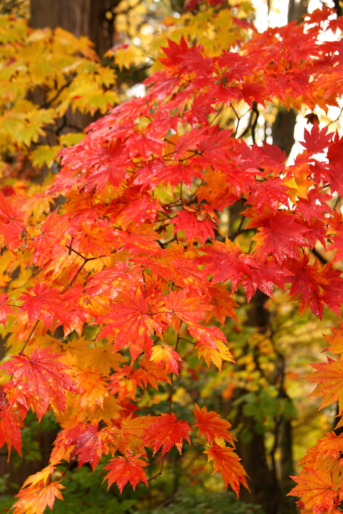 紅葉５