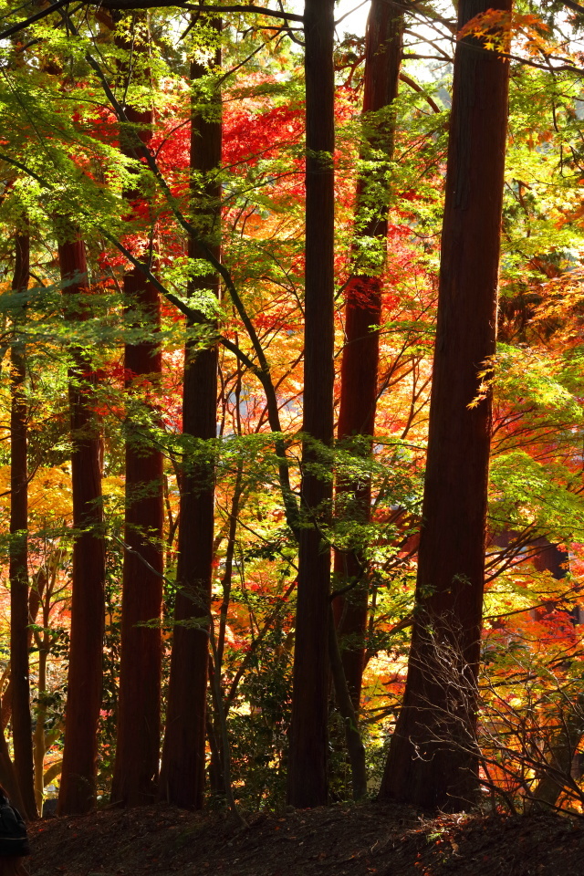 湖東の紅葉
