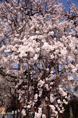 行福寺(愛知県)の枝垂桜
