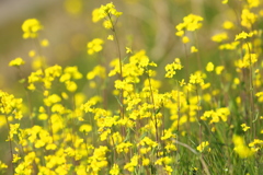 春の花