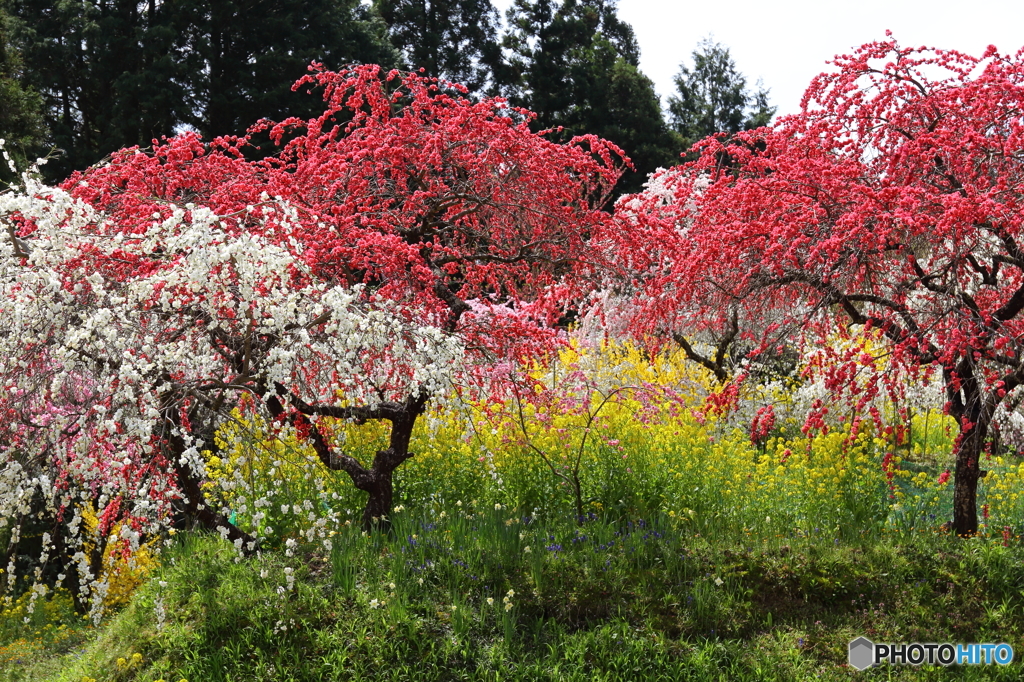 花桃の里５
