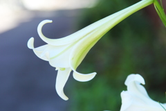 ユリの花