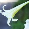 ユリの花