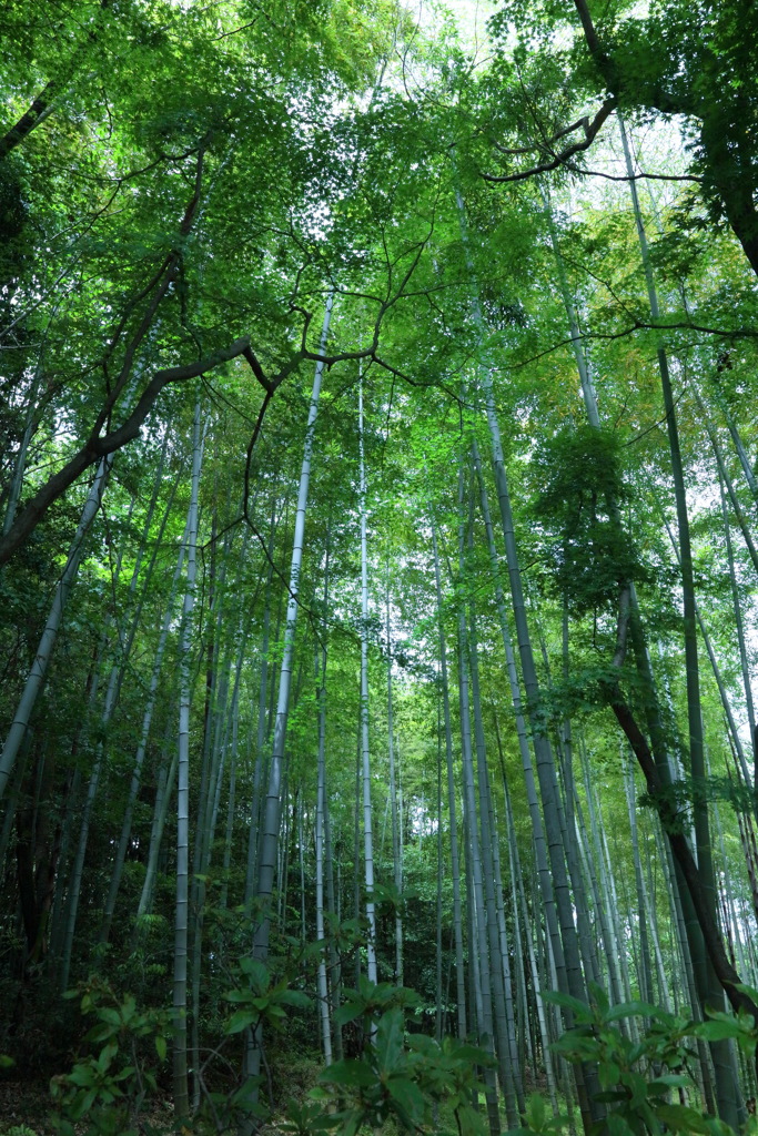 山里の風景