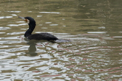 今日出会った鳥１