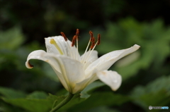 ユリの花が咲きました