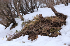 雪解け２