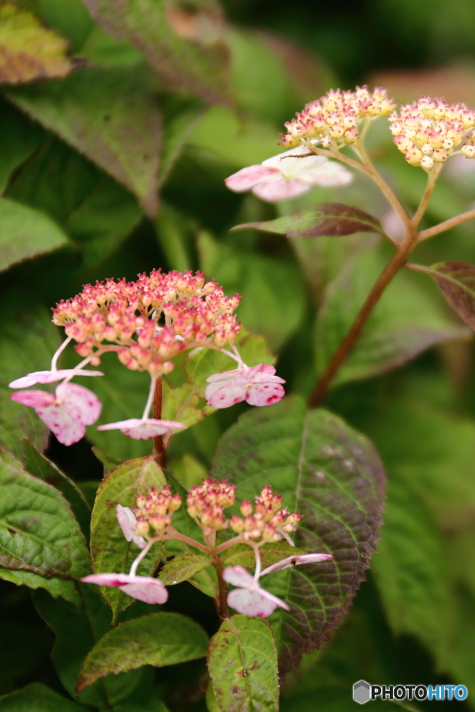伊吹山の花３