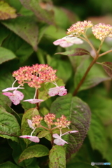 伊吹山の花３