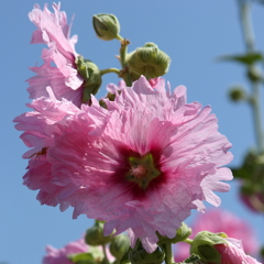 初夏の花４