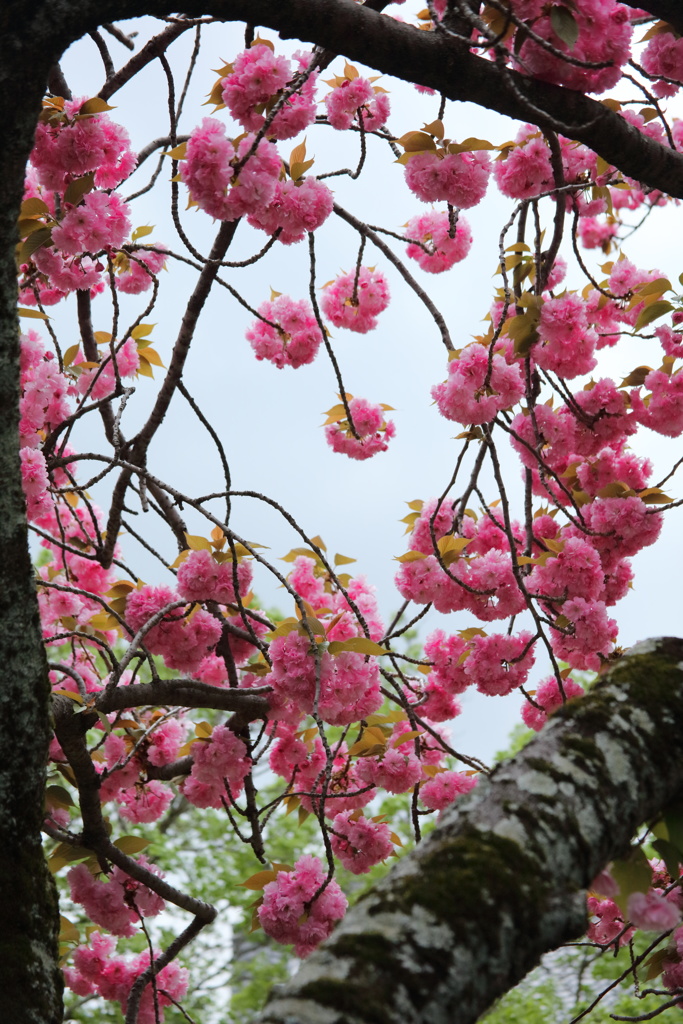 八重桜