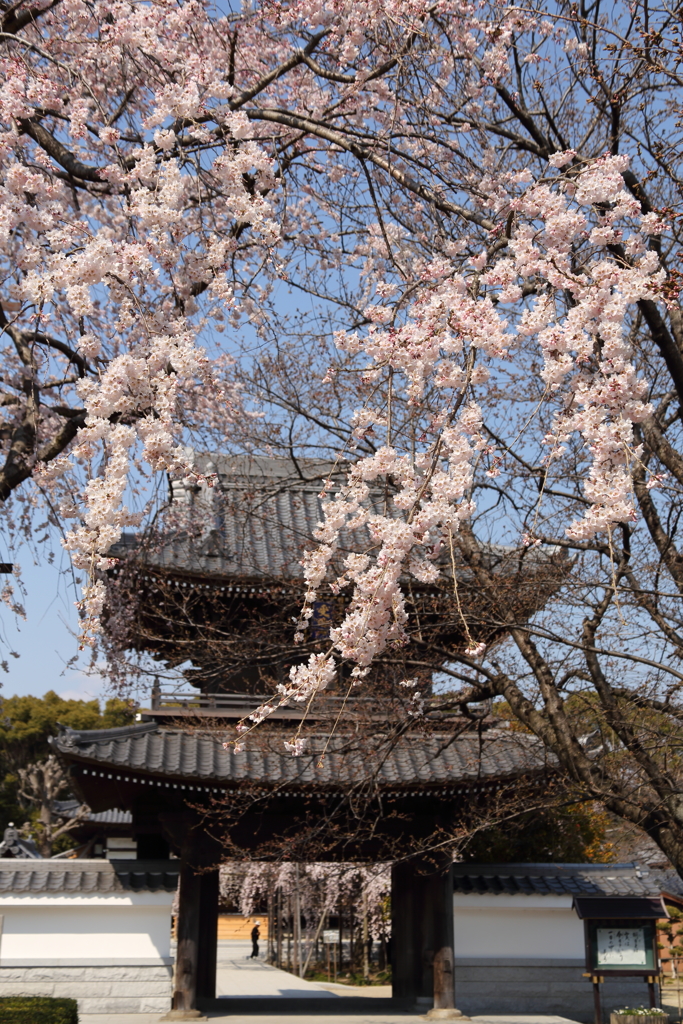 枝垂れ桜