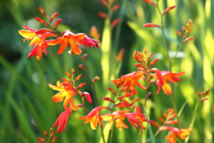 夏の花１