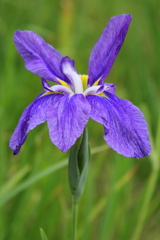 花菖蒲１