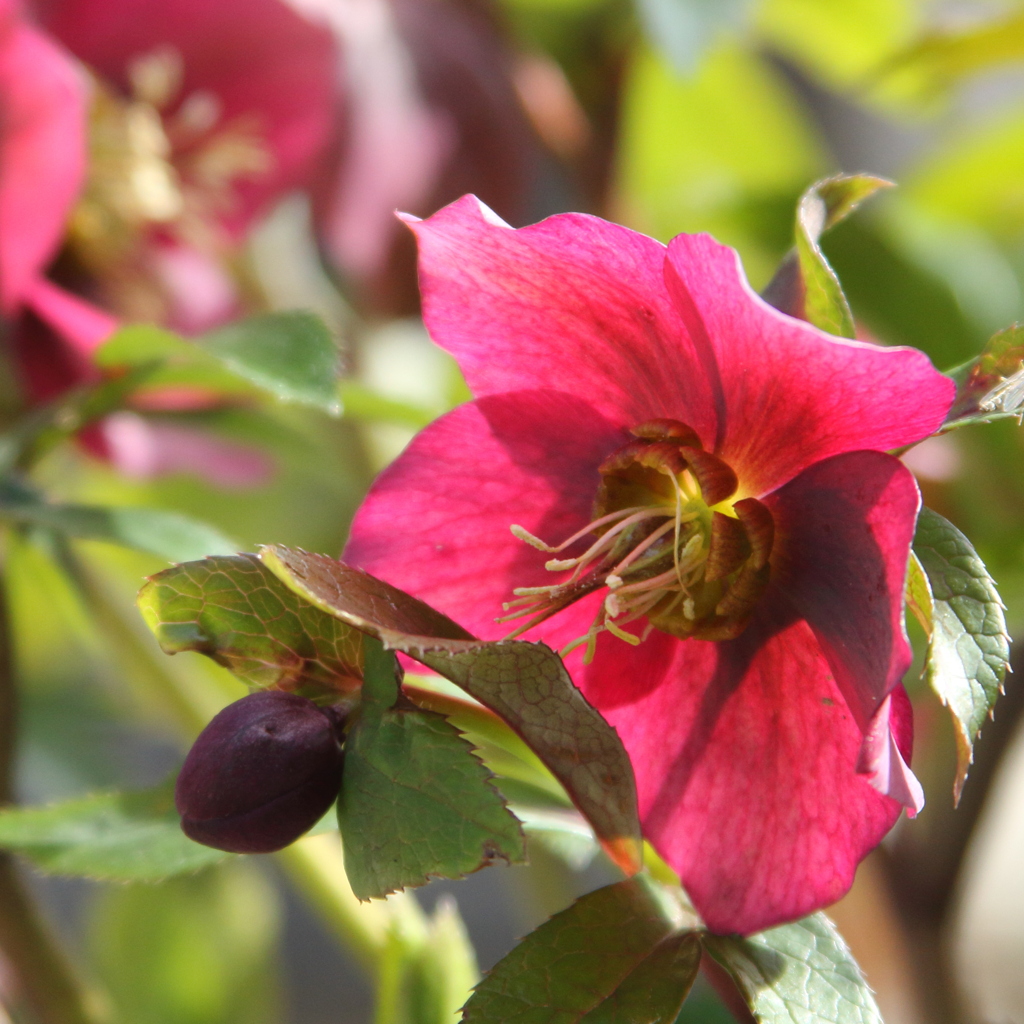 クリスマスローズ