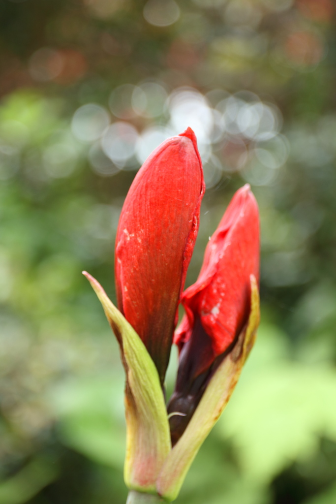 もうすぐ開花
