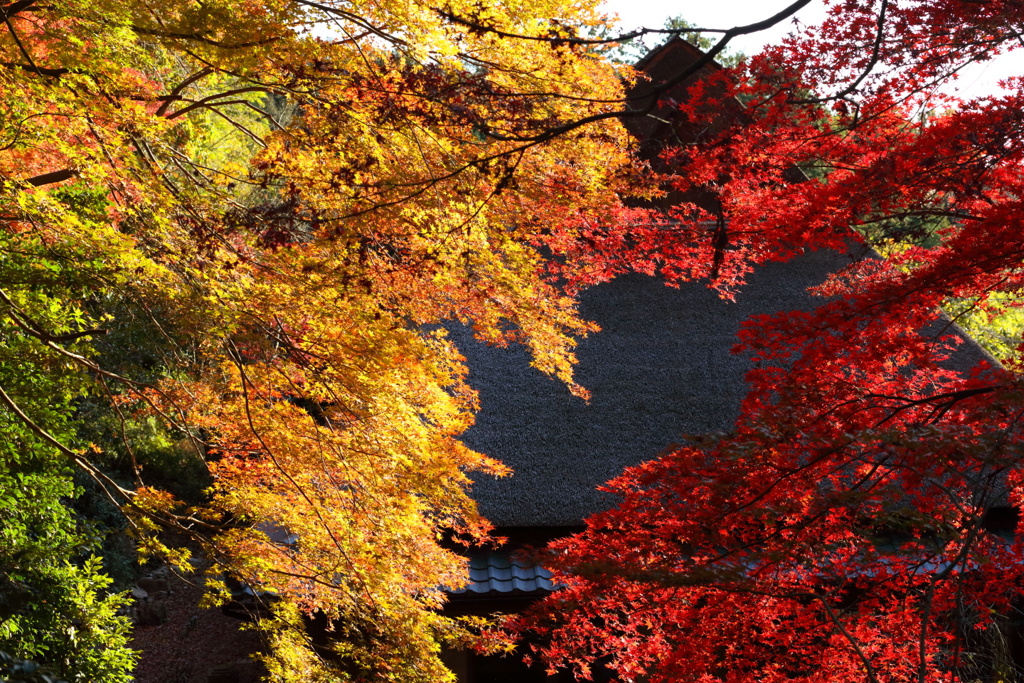 湖東の紅葉